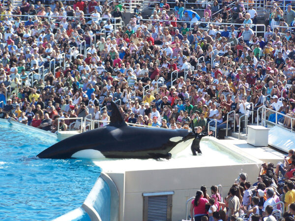 SeaWorld San Diego - Any Day Ticket - Adult (3yrs-up) - Image 3