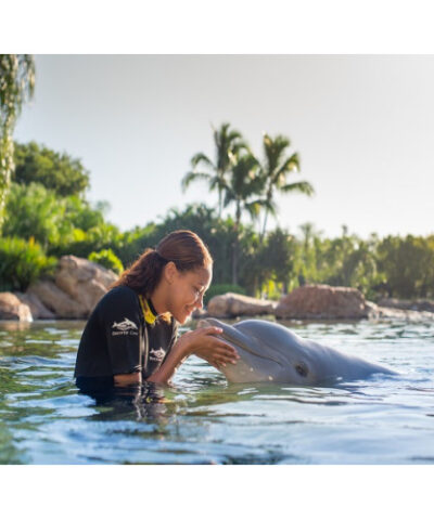 Discovery Cove Only – Swim with Dolphins Package